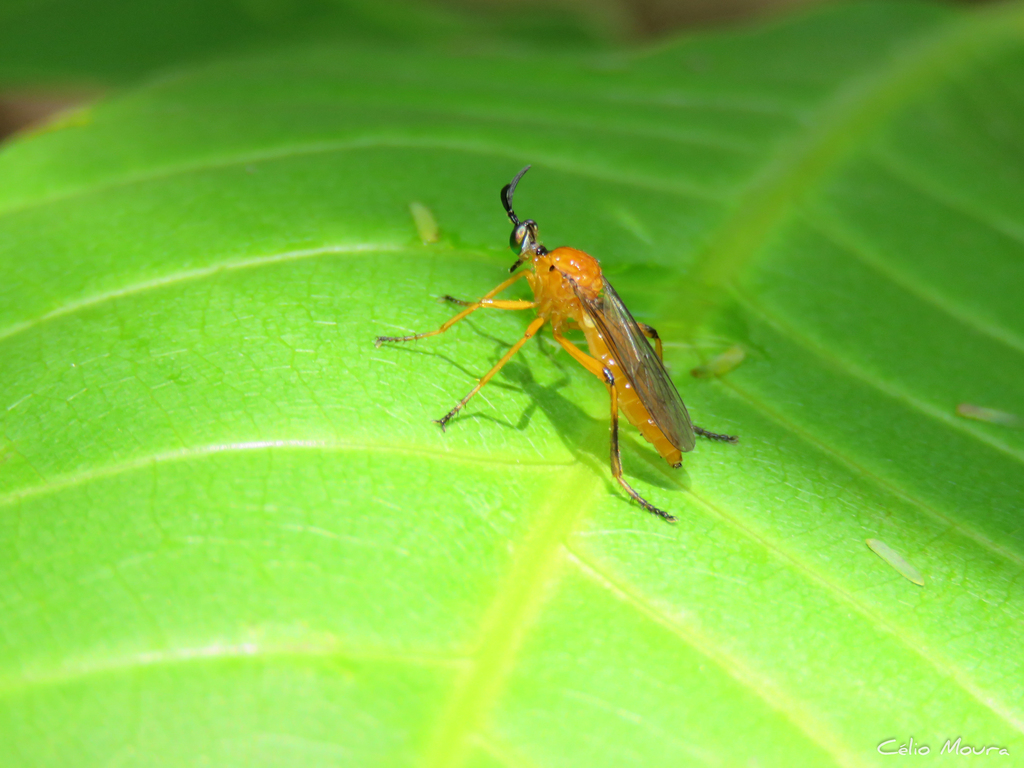 Amorimius
