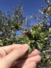 Ceanothus cuneatus cuneatus