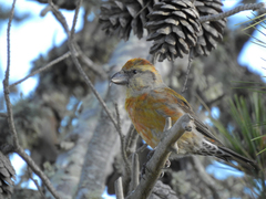 Loxia curvirostra