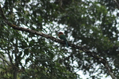 Baryphthengus martii