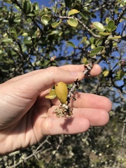 Ceanothus cuneatus cuneatus