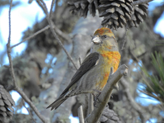 Loxia curvirostra