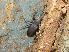 Zophobas quadrimaculatus