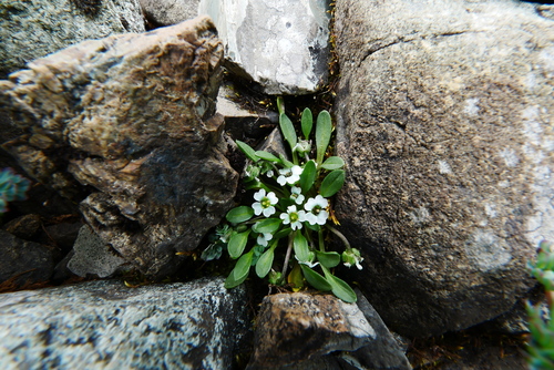 Eutrema angustiseptatum