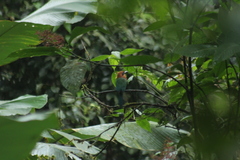 Baryphthengus martii