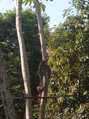 Choloepus didactylus