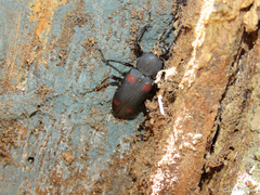 Zophobas quadrimaculatus