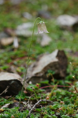 Codonopsis chlorocodon