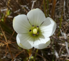 Gentianella grisebachii
