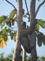 Choloepus didactylus