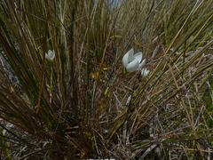 Gentianella grisebachii