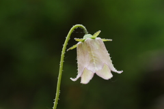 Codonopsis chlorocodon