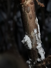 Pulvinaria hydrangeae