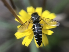 Bicyrtes discisus