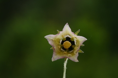 Codonopsis chlorocodon