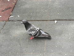 Columba livia domestica