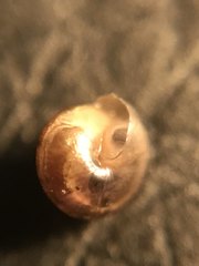 Euconulus