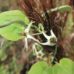 Oxypetalum