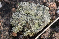 Trapeliopsis granulosa