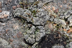 Trapeliopsis granulosa