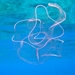 Cestida - Photo (c) WoRMS for SMEBD, algunos derechos reservados (CC BY-NC-SA)