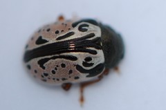 Calligrapha spiraeae