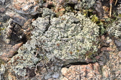 Trapeliopsis granulosa