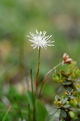 Juncus cephalostigma