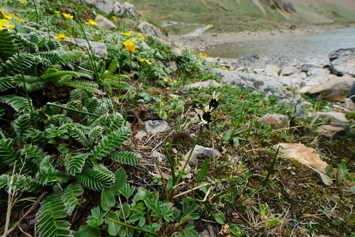 Juncus sikkimensis