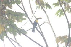 Ramphastos brevis