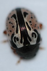 Calligrapha spiraeae