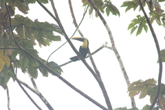 Ramphastos brevis