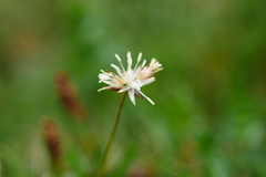 Juncus thomsonii