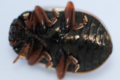 Calligrapha spiraeae