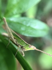 Allotruxalis gracilis