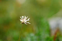 Juncus thomsonii