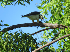 Gampsonyx swainsonii swainsonii