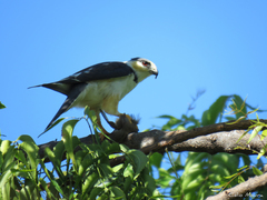 Gampsonyx swainsonii swainsonii