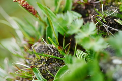 Juncus thomsonii