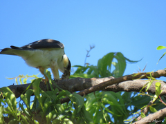 Gampsonyx swainsonii swainsonii