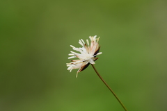 Juncus thomsonii