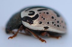 Calligrapha spiraeae