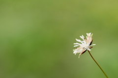 Juncus thomsonii
