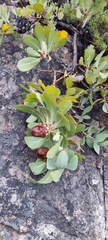 Protea recondita