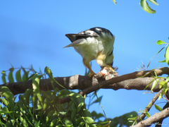 Gampsonyx swainsonii swainsonii