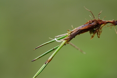 Juncus thomsonii