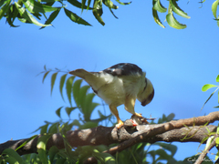 Gampsonyx swainsonii swainsonii