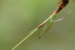 Juncus thomsonii