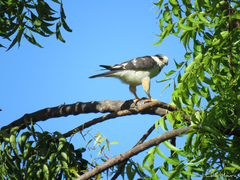 Gampsonyx swainsonii swainsonii