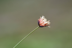 Juncus thomsonii